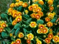 0068-prickly-pear-cactusaltered