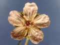 009-wild-geranium