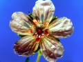 009a-wild-geraniumaltered