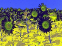 sunflower1printplay1