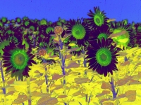 sunflower1printplay2
