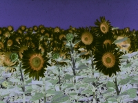sunflower1printplay3