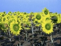 sunflower1printplay5