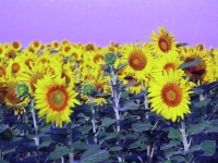 sunflower1printplay6