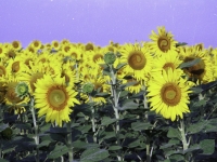 sunflower1printplay7