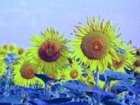 sunflower4play2