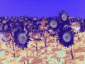 sunflower1printplay4