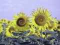 sunflower4play4