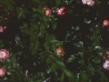 Wild Roses in a hedge June 5 1950 Wichita (49).jpg