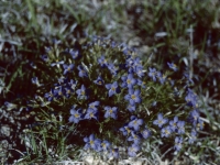 Bluebowls Gilia Acerosa May 1 1952 near Castle Rock (243).jpg