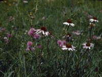 Hillside Flowers July 1947 (24).jpg