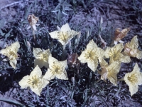Lavender Leaf Primrose May 19 1957 (371).jpg