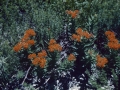 Butterfly Milkweed June 1951 (30).jpg