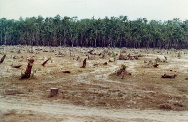 Cut down rubber trees
