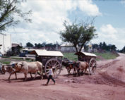 oxen pulling wagon