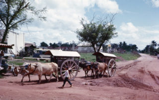 oxen pulling wagon