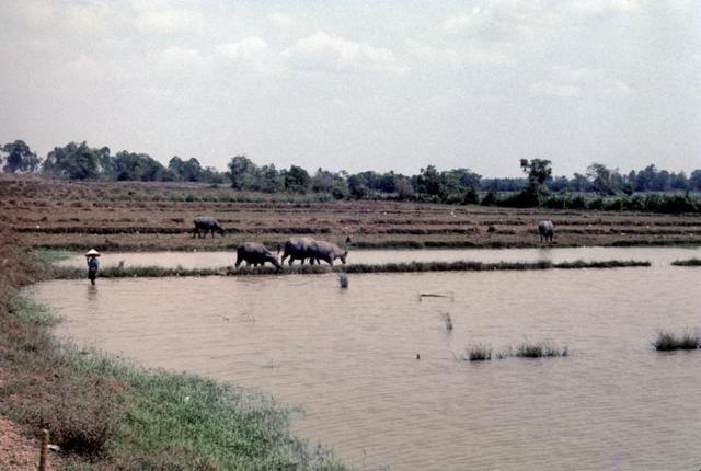 Vietnamese Irrigation